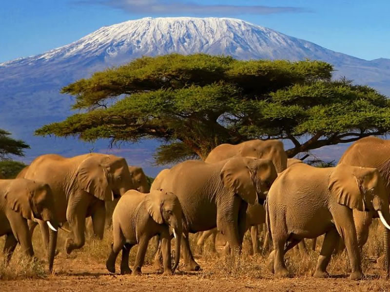 Group of elephants